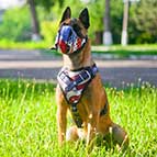 Malinois Handpainted Leather Canine Harness - American Pride Style