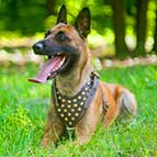 Malinois Studded Leather Dog Harness for Walking and Training