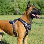 Malinois Handcrafted Leather Dog Harness with Barbed Wire Design