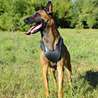 Attack/Protection Training Malinois Leather Dog Harness with Padded Chest Plate