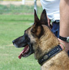 Malinois Royal Nappa Padded Hand Made Leather Dog Collar - Fashion Exclusive Design - code C43