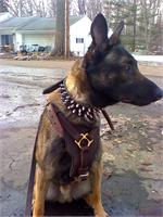 Exclusive Luxurious Handcrafted Padded Leather Dog Harness Perfect for your Malinois- H10
