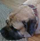 Sumo peacefully rests in new Leather dog collar with id tag - c456