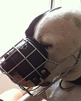 Pitbull Max looking Great in our exclusive Revolution Design Wire Dog Muzzle