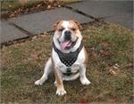 English bulldog spiked Walking harness made of leather And Created To Fit Olde English bulldogge - H9