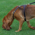 Muldoon Bloodhound training in our Luxury handcrafted leather dog harness - H7