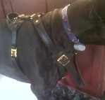 Nelson Great Dane Looking Handsome in his Agitation / Protection / Attack Leather Dog Harness - H1_11