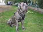Ares wearing our exclusive Luxury Handcrafted Padded Leather Dog Harness Perfect for your Neopolitan Mastiff H10