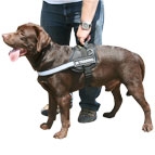 All Weather Harness for Labrador made of High quality nylon material