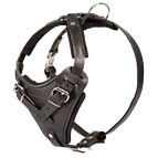 Attack Leather Dog Harness with Padded Chest Plate