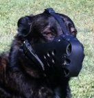 Strong dog wears Military Dog Muzzle for training, police and agitation