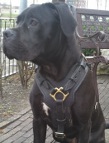 Nikita looking superb in Exclusive Luxury Handcrafted Padded Leather Dog Harness - H10