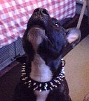 3 Rows Spiked Pitbull Collar