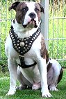 Nappa Padded Leather Dog Harness for Pitbull Walking/Training - Luxury Accessory