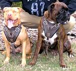 Agitation / Protection / Attack Leather Dog Harness Perfect For Your Pit Bulls H1