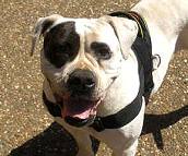 All Weather dog harness for tracking / pulling Designed to fit Pitbull - H6_3