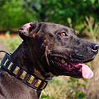 Designer Leather Pitbull Collar with Small Brass Plates