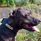 Leather Pitbull Collar with Identification Tag