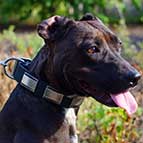 Unique Design Leather Pitbull Collar with Nickel Plates