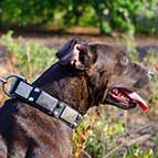 Stylish Leather Pitbull With Vintage Nickel Plates and Studs