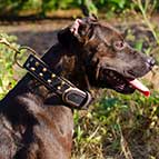 Fashionable Leather Pitbull Collar with Two Rows of Brass Spikes