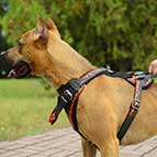 Attack Training Leather Pitbull Harness with Flames
