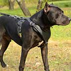 Adjustable Leather Pitbull Harness for Heavy Duty Work