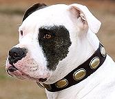 Retro Style Dog Leather Collar for Pitbulls