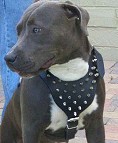 Spiked Walking dog harness made of leather And Created To Fit Pitbull and similar breeds - product code H9_2