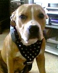 Spiked Walking dog harness made of leather And Created To Fit Pitbull and similar breeds - product code H9