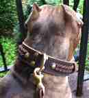 Tiger presents favorite Gorgeous Wide 2 Ply Leather Dog Collar - Fashion Exclusive Design