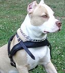 Tracking / Pulling / Agitation Leather Dog Harness For Pitbull H5_1
