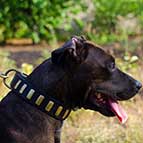 Handcrafted Leather Pitbull Collar Adorned with Brass Plates