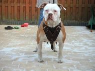 Agitation, Protection, Attack Training Leather Dog Harness with Adjustable Straps
