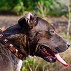 Pitbull Designer Leather Collar with 1 Row of Brass Studs