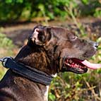 Comfortable Pitbull Padded Leather Collar for Attack Training
