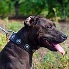 Chic Pitbull Decorated Leather Collar with Gorgeous Brooches