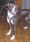 Luxury handcrafted leather dog harness made To Fit Pitbull H7_1
