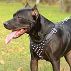 Spiked Dog Harness of Leather for Pitbull Walking