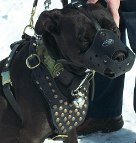Pitbull from Canada is superb in Studded leather dog harness- H15