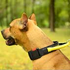 Pitbull All Weather Nylon Collar with Handle and Quick Release Buckle
