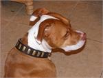 Kona wearing our exclusive Wide Leather Dog Collar - Fashion Exclusive Design-Special33plates