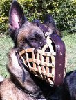 Restless dog in Police Style Muzzle