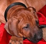 Nylon Martingale Dog Collar