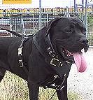 dog harness Cane Corso