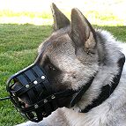 Akita dog muzzle
