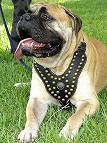 dog harness for Bullmastiff