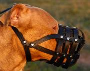 Pitbull muzzle