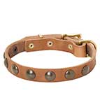 Studded Leather Dog Collar for Puppies and Small Breeds