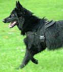 Raven wearing our walking nylon dog harness Designed to fit German Shepherd - H6
